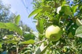 Green Ripe ApplesÃÂ in Orchard,ÃÂ Apple Trees Royalty Free Stock Photo